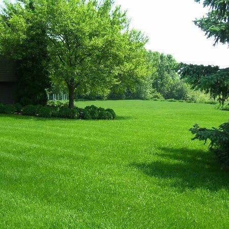 Lush green lawn with trees and bushes.